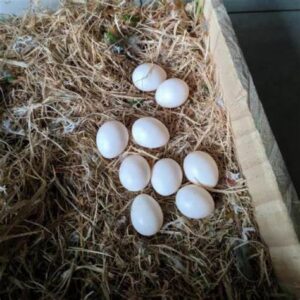 eggs