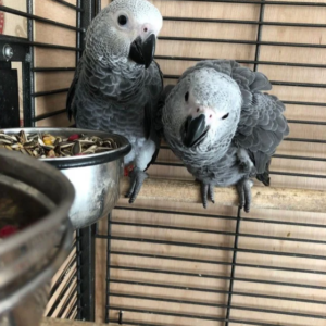 African grey parrots for sale