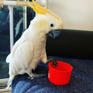 Sulphur-crested Cockatoo (2)
