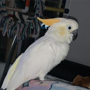Sulphur-crested Cockatoo (3)