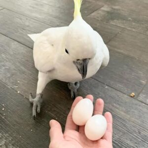 Sulphur-crested Cockatoo Fertile Eggs For Sale