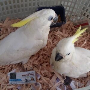 Sulphur-crested Cockatoo