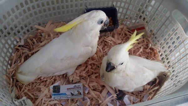 Sulphur-crested Cockatoo