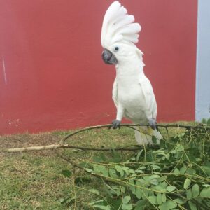 Umbrella cockatoo parrot for sale Kiki