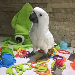 Umbrella Cockatoo: Mayer