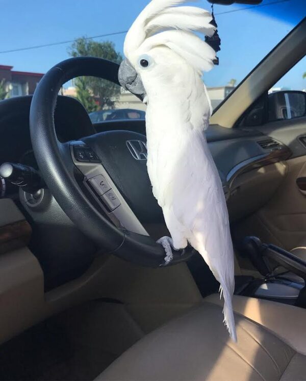 Umbrella cockatoo parrot for sale Kiki - Image 2