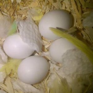 Umbrella cockatoo Eggs For Sale