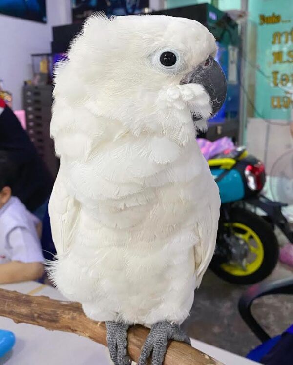 Umbrella cockatoo for sale