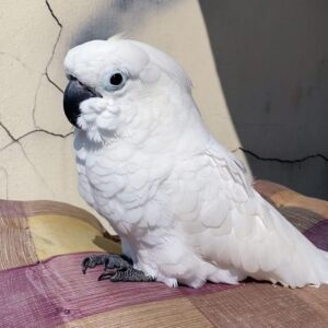 Umbrella cockatoo for sale