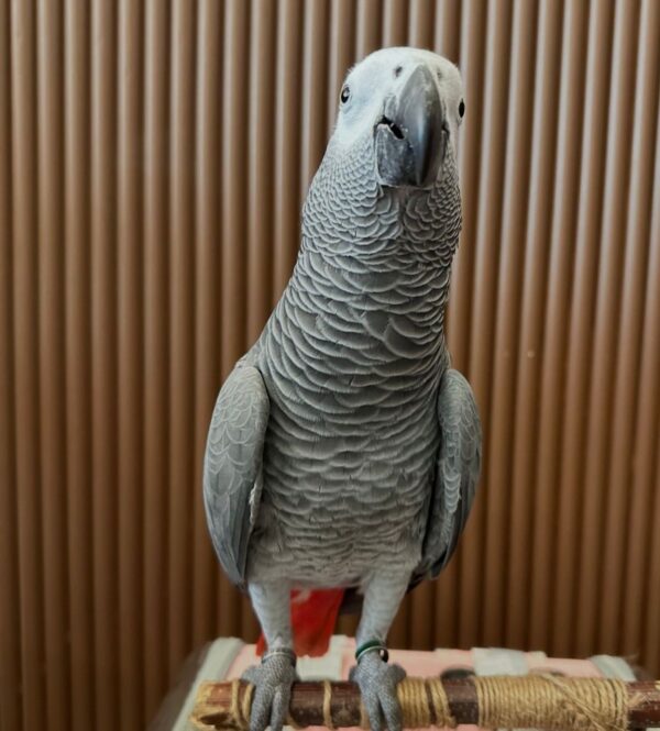 African grey parrots for sale
