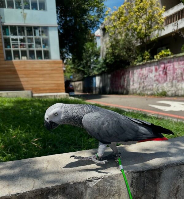 African grey male: Lio - Image 2