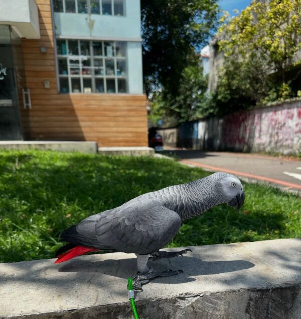 African grey male: Lio - Image 4