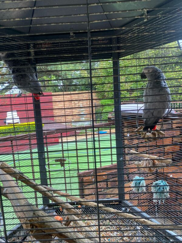 African Grey female: Gina - Image 3