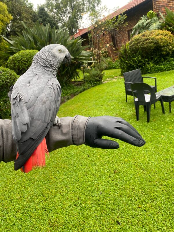 African Grey female: Gina - Image 2