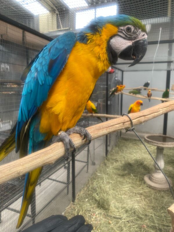 Blue And Gold Macaws: Alan and Lilian - Image 5