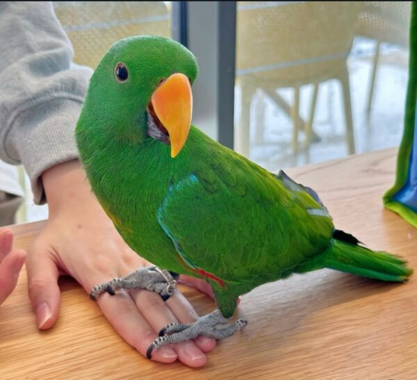 eclectus parrots for sale