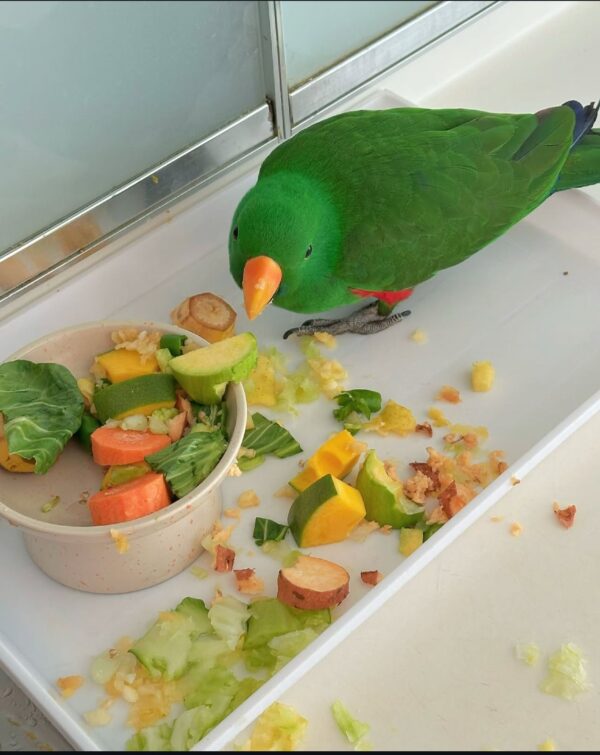 eclectus parrots for sale