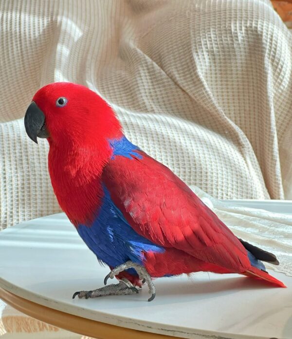 eclectus parrots for sale