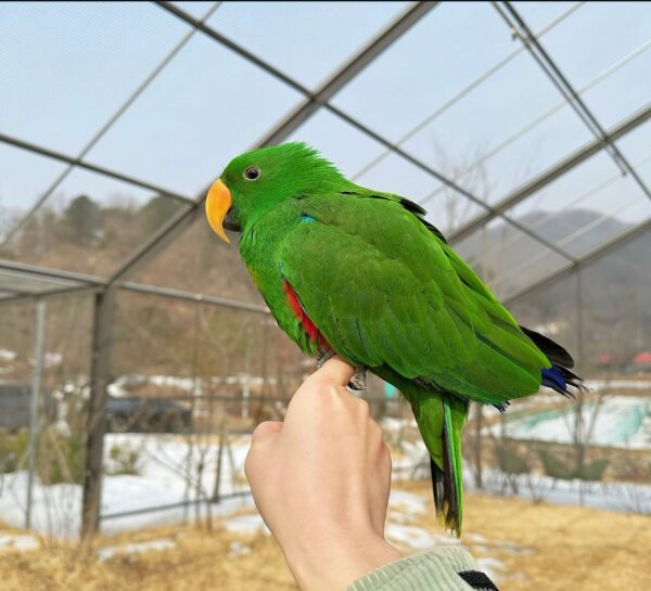 eclectus parrots for sale