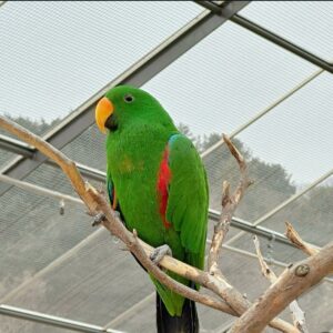 eclectus parrots for sale