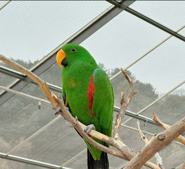 eclectus parrots for sale