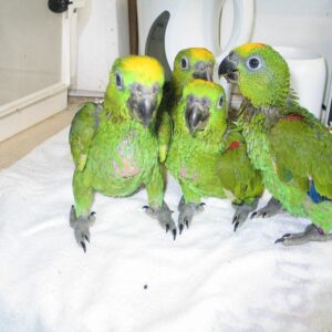 Yellow-naped amazon Chicks for sale