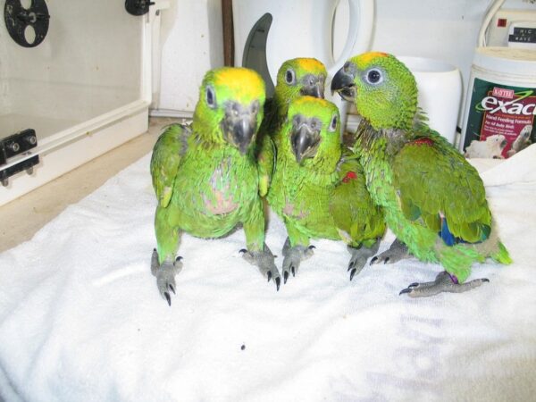 Yellow-naped amazon Chicks for sale