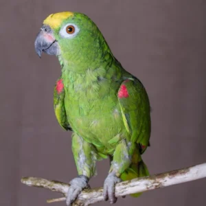 Yellow Napped Amazon parrot for sale