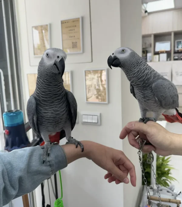 african grey parrots for sale