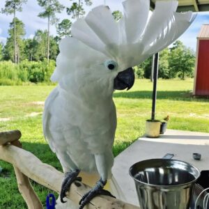 Umblrella Cockatoo for sale
