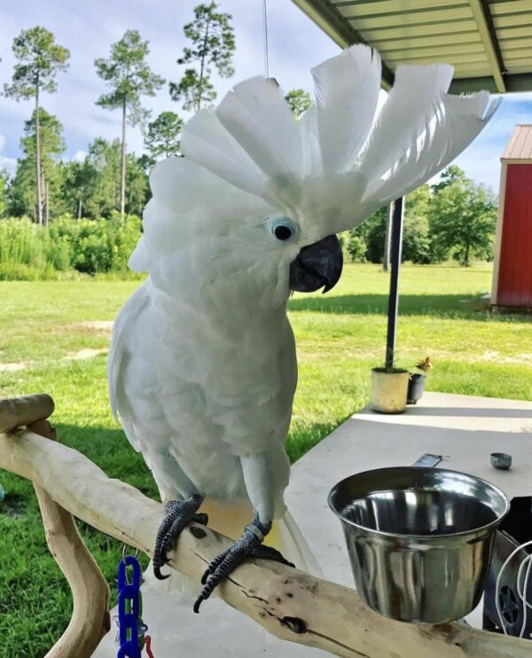 Umblrella Cockatoo for sale