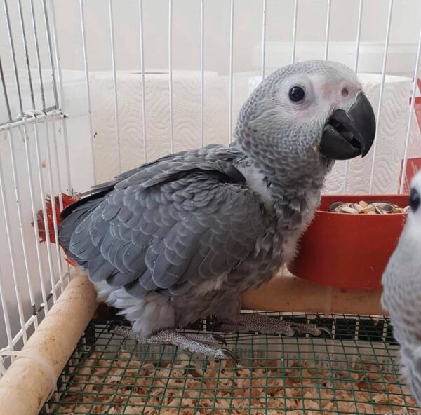 buy African Grey female