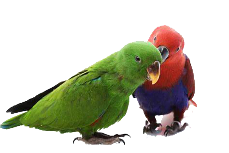 buy Eclectus Parrot