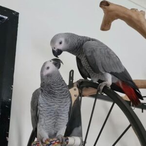 buy Pair Congo African Grey