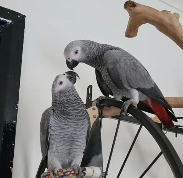buy Pair Congo African Grey