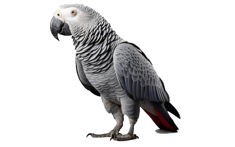 buy african-grey-parrot