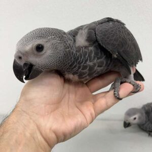 Young Congo African grey parrots for sale