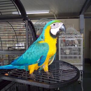 Blue And Gold Macaw: Brabra
