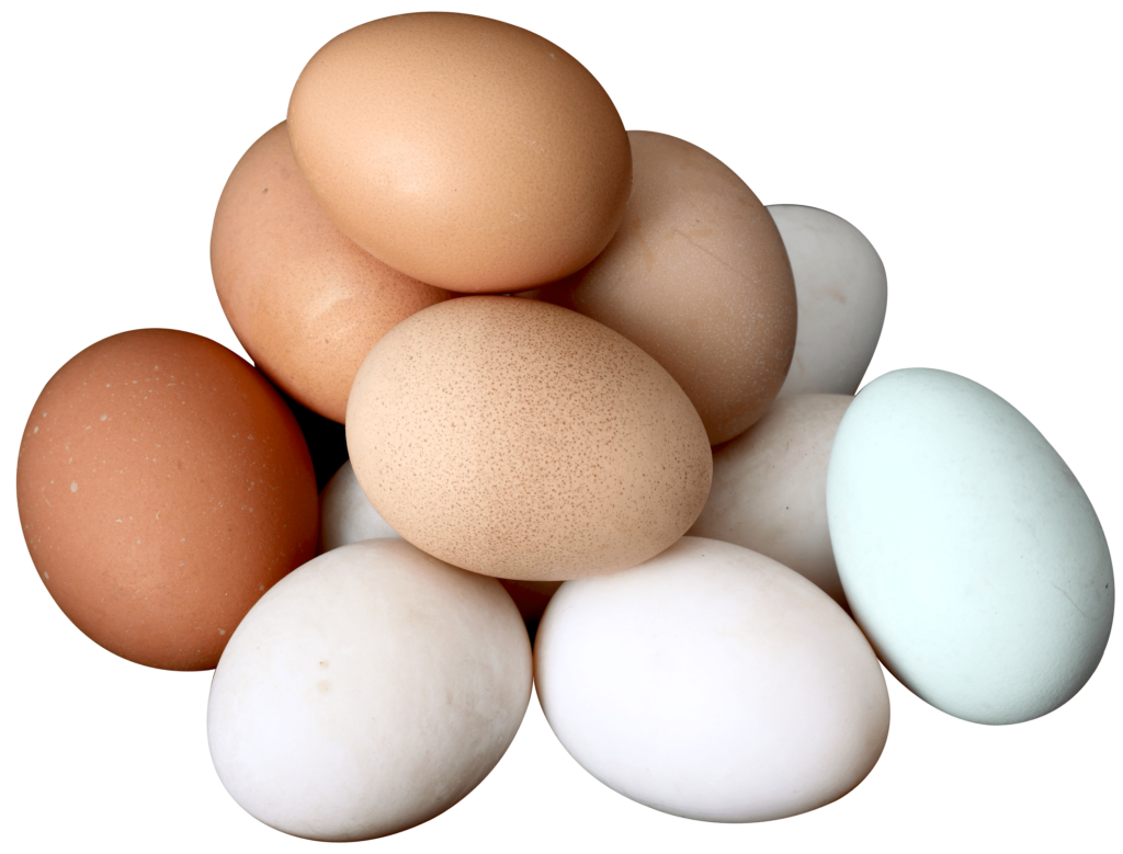 parrot egg