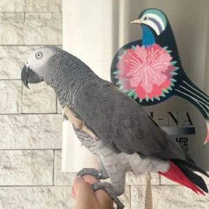 African grey parrots for sale