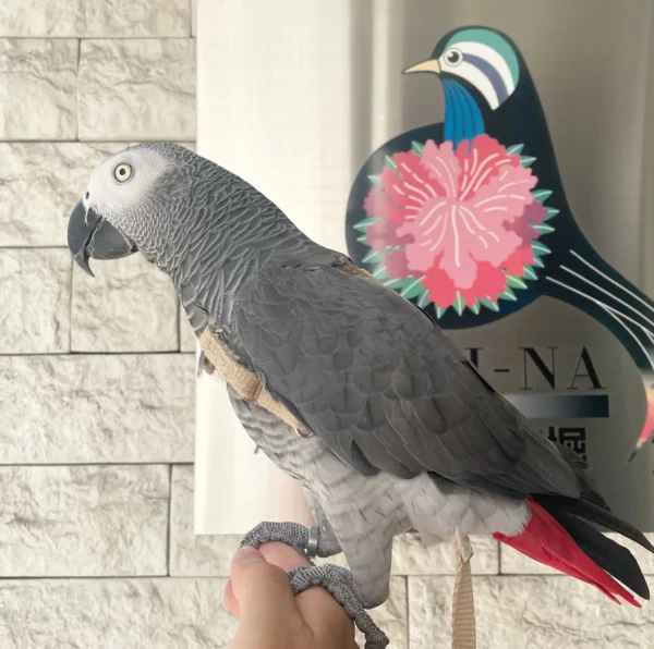 African grey parrots for sale