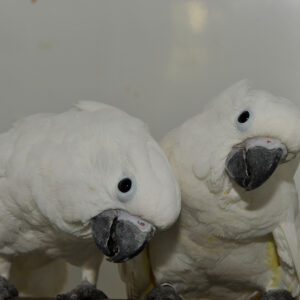 umbrella cockatoo