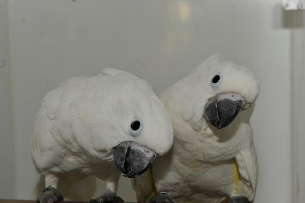 umbrella cockatoo
