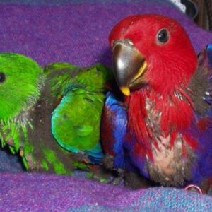 Eclectus parrots: Males/Females Babies