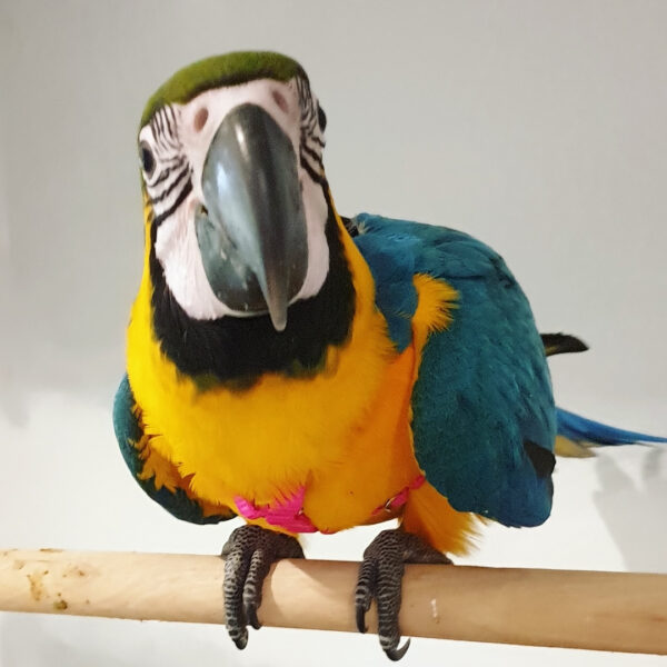 Blue And Gold Macaws: Tina - Image 3