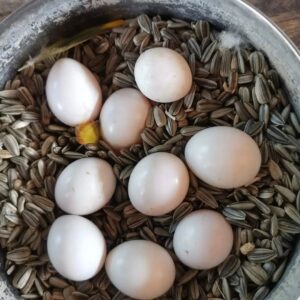 buy fertile African Grey Parrot eggs