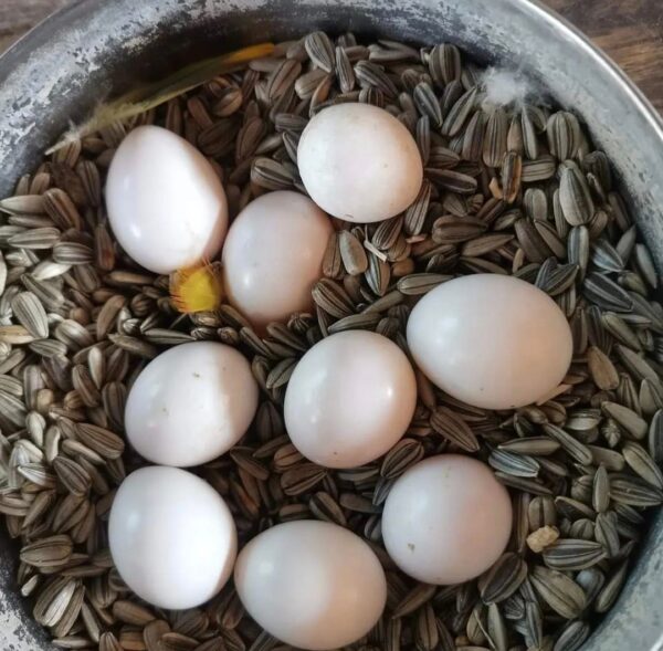 buy fertile African Grey Parrot eggs
