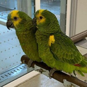 Yellow Napped Amazon Pair