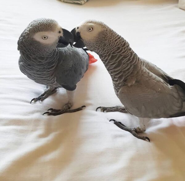 buy Pair Congo African Grey