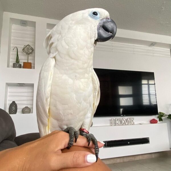 Umbrella Cockatoo: Mayer - Image 2